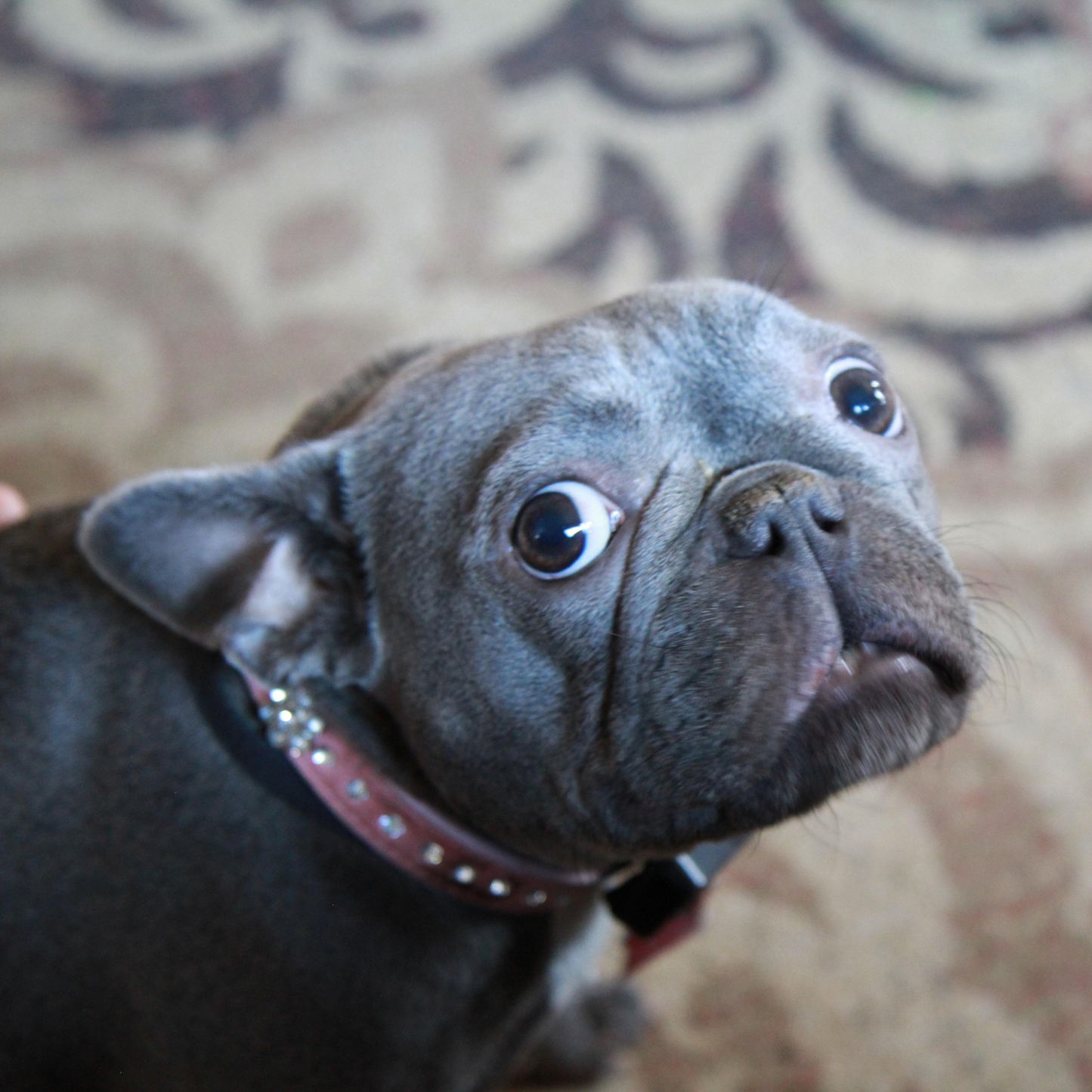 »Tierliebe« Blockadenlöser-Armband aus Achat und Onyx inkl. abgebrochenem Stern