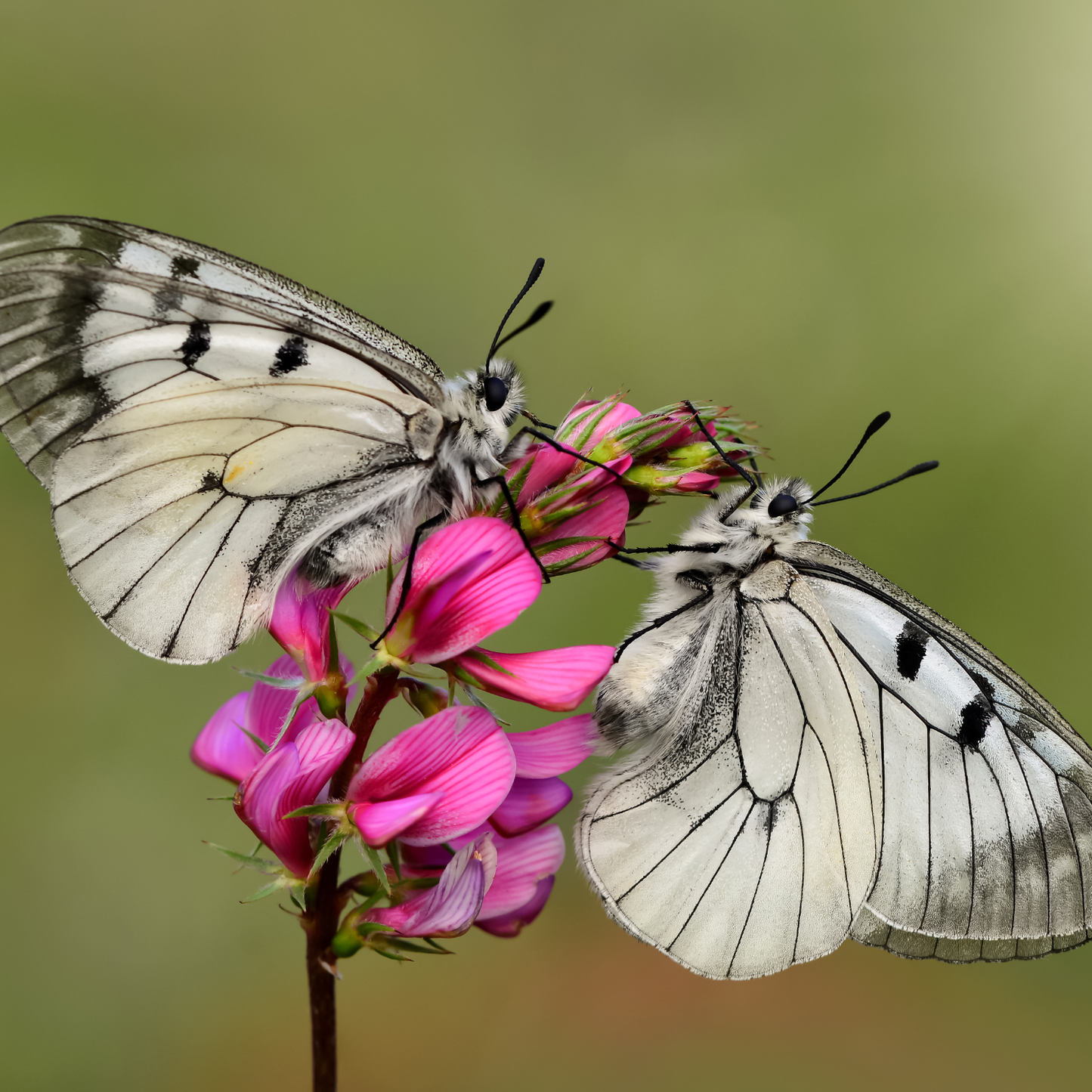 »Tierliebe« Blockadenlöser-Armband aus Achat und Onyx inkl. abgebrochenem Stern
